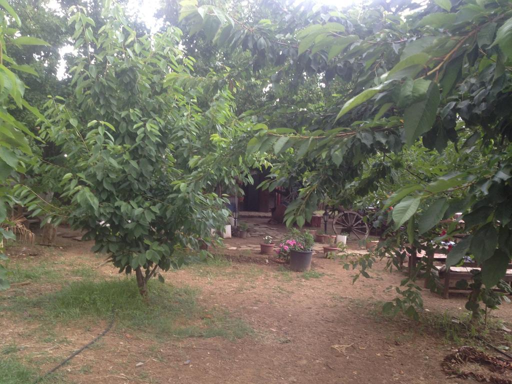Salkim Konak Ve Agac Evler Guest House Selçuk Cameră foto